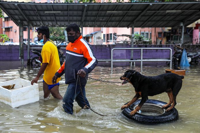 Een man trekt zijn hond door het water in de regio rond Kuala Lumpur.