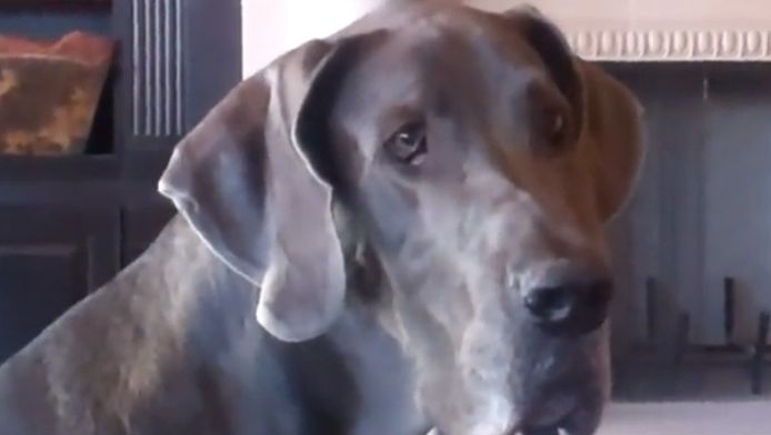 Grootste hond ter wereld overleden | Bizar | hln.be