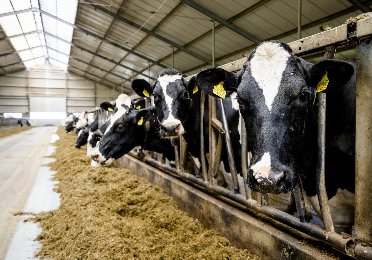 het dossier Categorie Alvast Kamer: landbouw mag geen onderdeel zijn van handelsverdrag met Zuid-Amerika  | Foto | gelderlander.nl