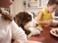 Mogelijk fataal voor je hond of kat: welke voeding mag je nóóit met je huisdier delen? 