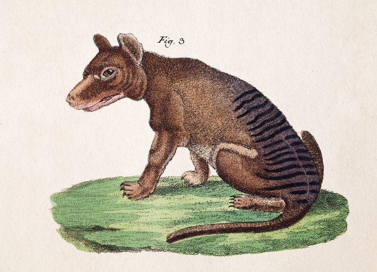 Een ingekleurde tekening uit 1808 van het intussen uitgestorven dier. Beeld BELGAIMAGE