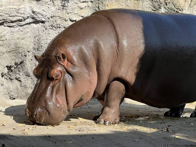 Mannelijk nijlpaard in Japanse dierentuin blijkt na 7 jaar vrouwtje te zijn