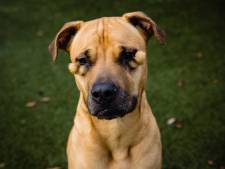 ‘Lelijke’ asielhond heeft na virale post eindelijk een thuis gevonden 