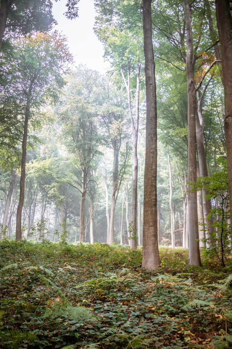 In het bos van Ronse beleeft u een 'Alice in Wonderland'-achtige ervaring.  Beeld RV