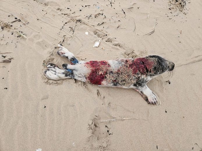 Eén van de zeehondenpups die werd gebeten door een hond.