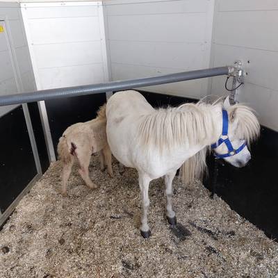 Ponyveulentje van zes dagen oud overleeft aanval door wolf: ‘Flink toegetakeld, maar ze slaat zich e