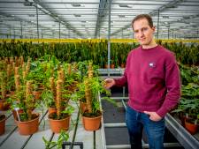 Deze kamerplant zit vol gaten, maar is wel uiterst zeldzaam: een stek kost 1000 euro