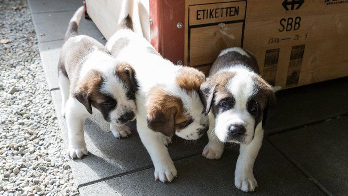 Knuffelen met studenten zou voor stress zorgen bij puppy's.