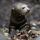 'Beste natuurcynici, ook de otter heeft recht op een plekje in Nederland'