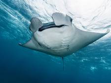 Een bekende manta op Bonaire is Maddie, een jong mannetje dat zich regelmatig laat zien