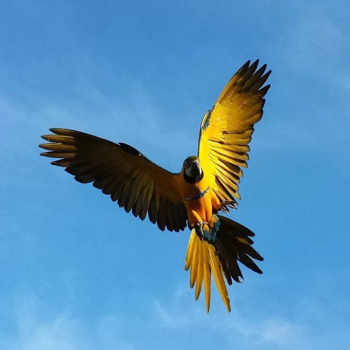 Un Chasseur Qui A Abattu Le Perroquet Rambo Risque Une Amende De 4 000 Euros Je Ne Savais Pas Que L Oiseau Avait Un Proprietaire Faits Divers 7sur7 Be