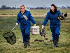 Dierenambulance en gemeente Hoeksche Waard bundelen krachten in strijd tegen vogelgriep