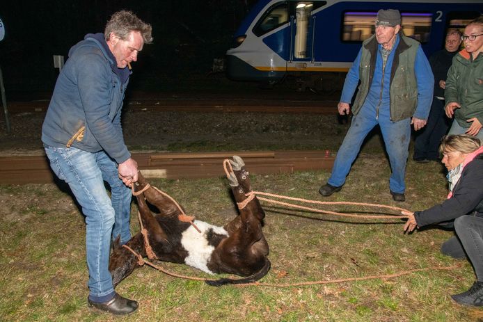 Vermist kalfje in Hulshorst is gevonden! Conducteur trein stil om dier te vangen | Nunspeet | destentor.nl