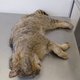 ‘WK2’, de oudste wilde kat van Nederland, doodgereden in Limburgse Bermudadriehoek