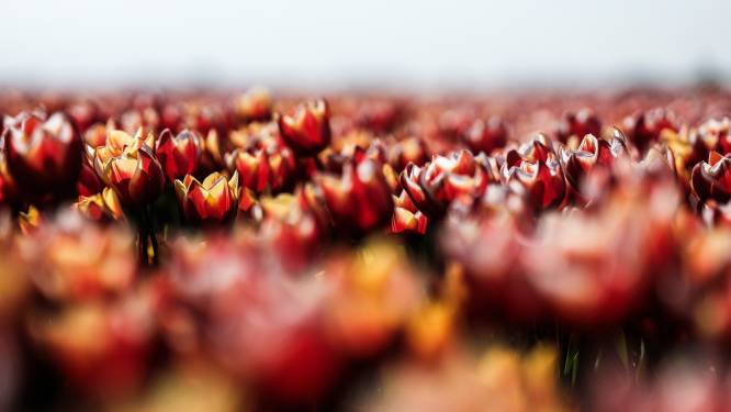 Alsnog 500 tulpenbollen voor Westervoort; eerdere schenking eindigde in tuin ambtenaren 