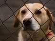 GAIA wil dat dierproeven op gezonde honden en katten verboden worden