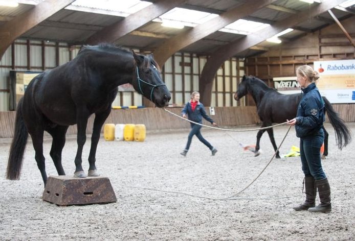 gokken Onafhankelijk poll Spelen maakt paard zo mak als een lam | Epe | destentor.nl