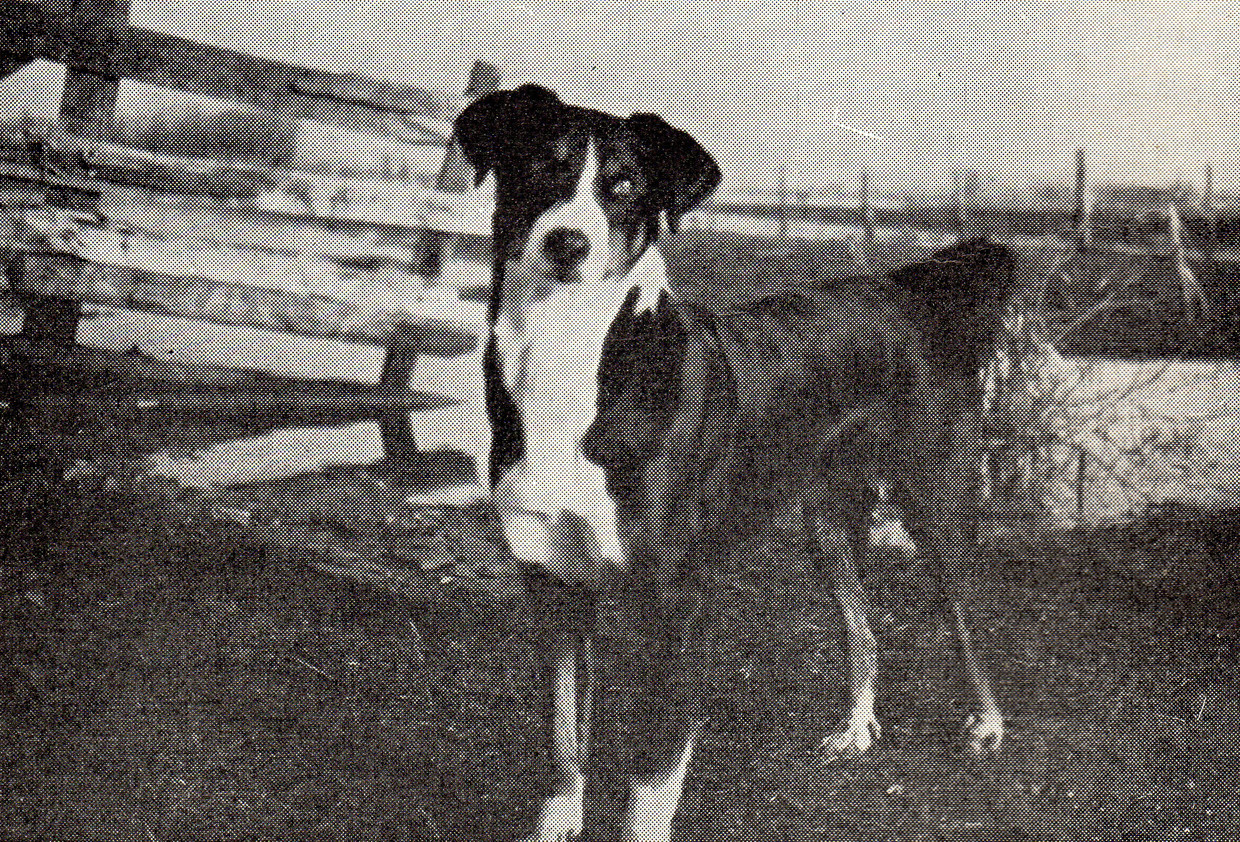 De hond Bläsz, een appenzeller sennenhond, die tijdens de Watersnoodramp in 1953 tientallen koeien redde. Beeld Marcel van den Bergh / de Volkskrant