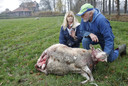Dode schapen bij Goudje en Dirk van der Grift in Hemmen, vermoedelijk is een wolf de dader