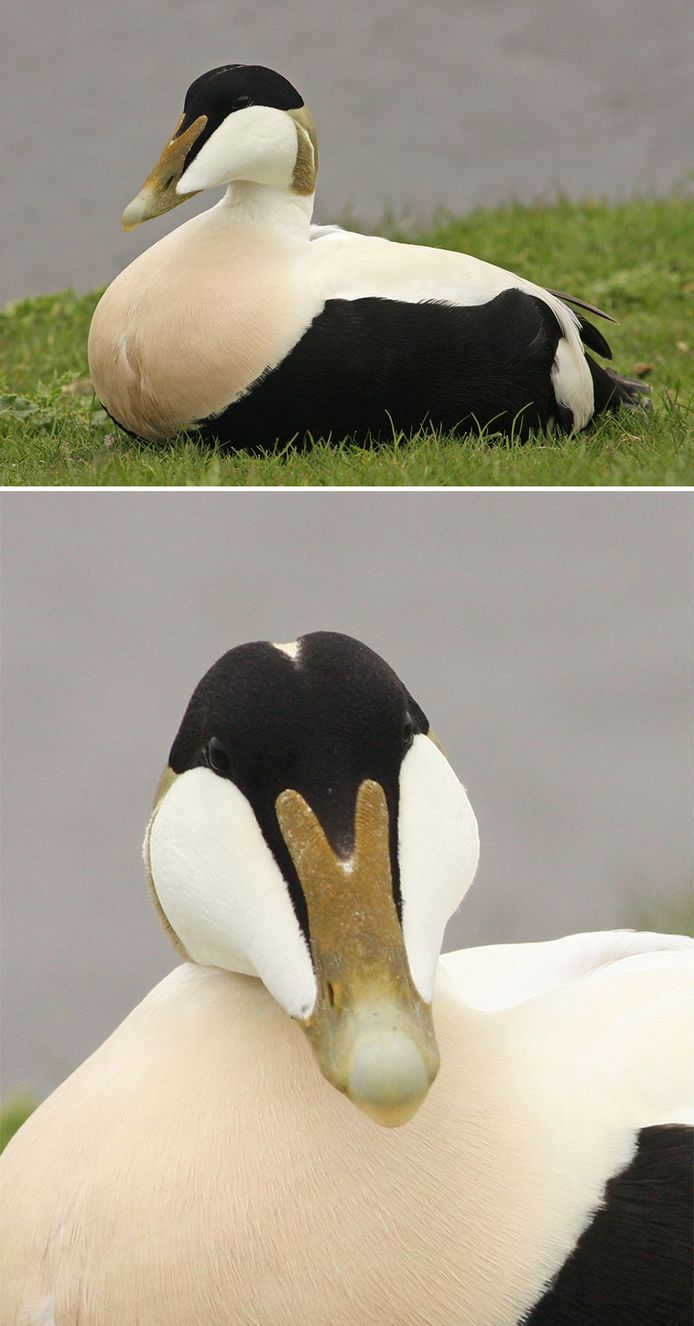 Eider.