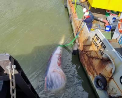 Le cadavre d'une baleine de dix mètres de long retrouvé dans le port d’Anvers