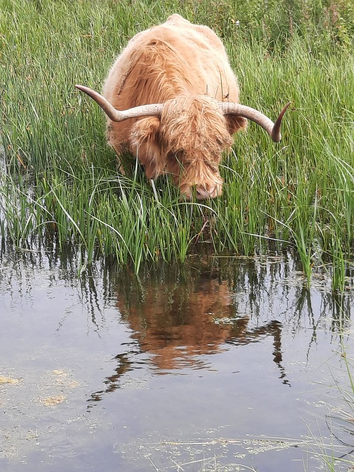 SPIEGELTJE, SPIEGELTJE... - Tijdens een wandeling in de Dintelse Gorzen ziet Margret deze Schotse hooglander. Hij neemt een kijkje in het water.