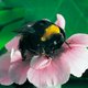 Een saai balkon? Maak er een insecten- en vogelparadijs van