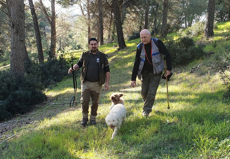 Guerra del tartufo in Italia: anche i cani vengono avvelenati