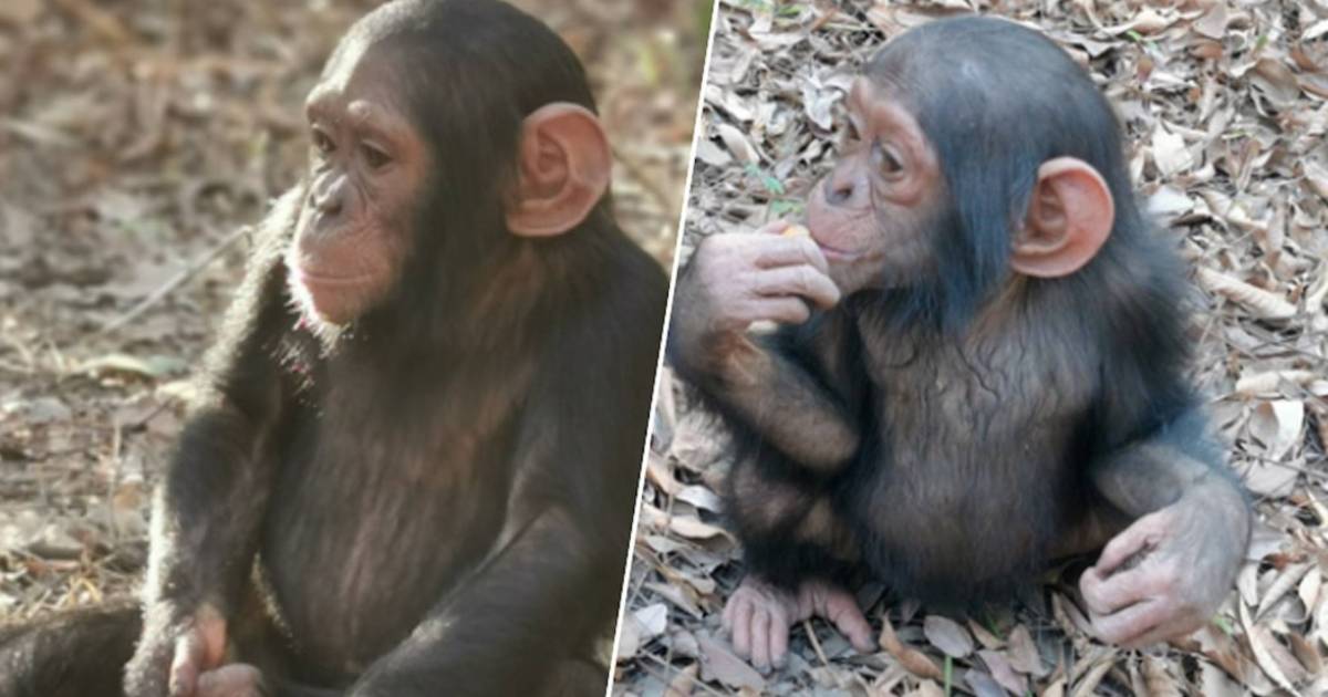 “scimpanzé”: i criminali chiedono un riscatto di 200mila euro per il rapimento degli scimpanzé |  All’estero