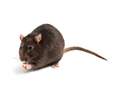 Horebeke ruilt rattenvergif in voor RATO vzw 
