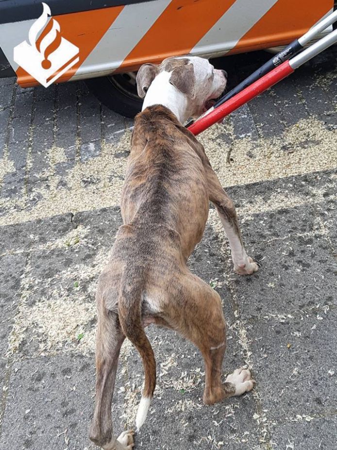 Een van de honden die uit de woning is gered.