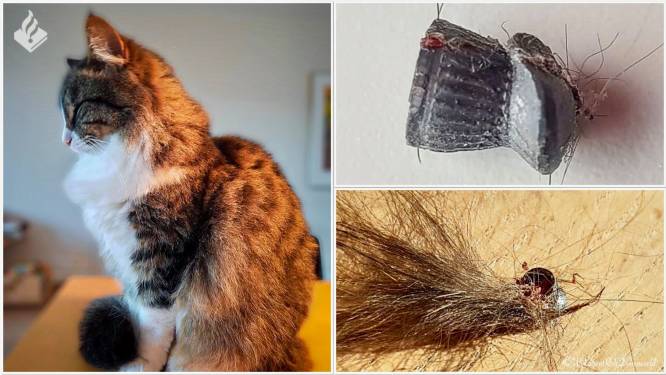 Kat met luchtbuks in nek geschoten