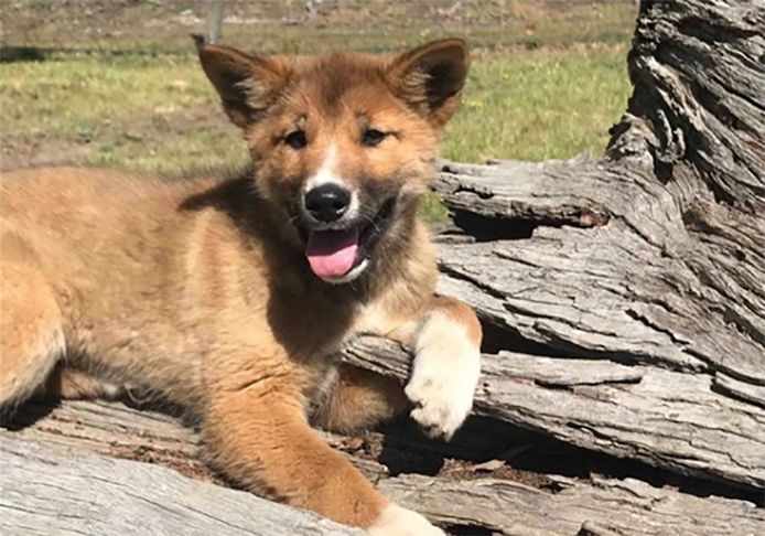 Bot Hover Reageer Gevonden straathondje op Australische platteland blijkt na DNA-test  zeldzame volbloed dingo | Dieren | hln.be