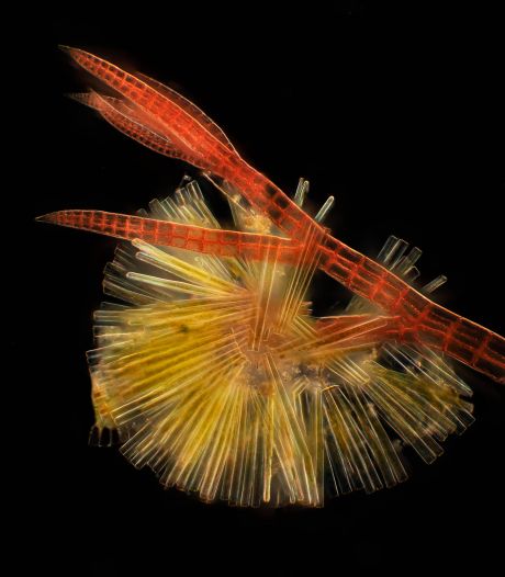 Plankton van aangrijpende schoonheid: videokunstwerk over het leven onder water