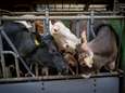 Strop voor minister: vleesveeboer mag fosfaatrechten houden
