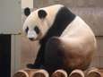Reuzenpanda Shin Shin bevallen in Japanse zoo
