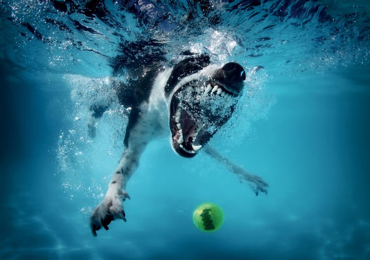 Aandringen ambulance Blootstellen Elke hond kan er onder water uitzien als een roofdier | De Volkskrant