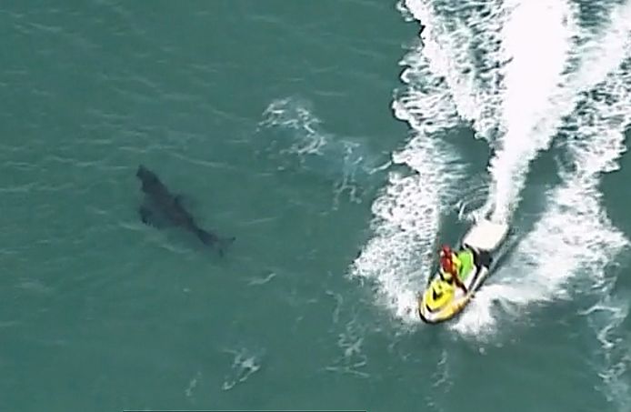 Archiefbeeld. Een jetski passeert een haai voor de kust van Kingscliff in de staat New South Wales, Australië. (07/06/2020)