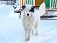 Hond houdt peuter twee dagen in leven nadat moeder hem in Siberische vriestemperaturen buiten achterlaat