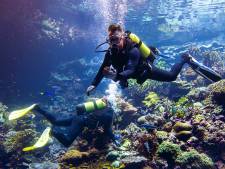Zal Burgers’ Zoo met zelfgekweekt koraal ooit de planeet (moeten) redden? 