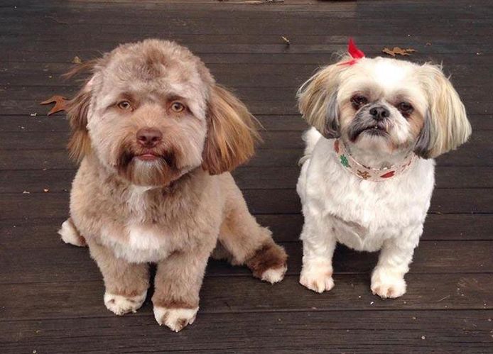 Yogi (links) is een doodgewone puppy, maar zijn snoet zorgt voor uiteenlopende reacties op het internet.