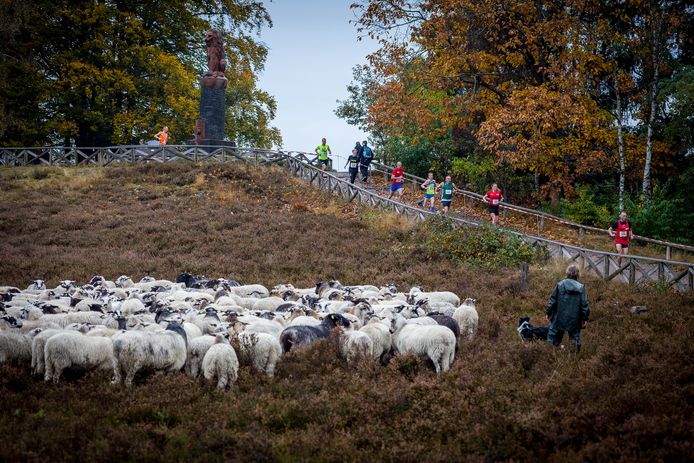 De Lemelerbergloop in Lemele met een schaapskudde op de heide en op de achtergrond bos.