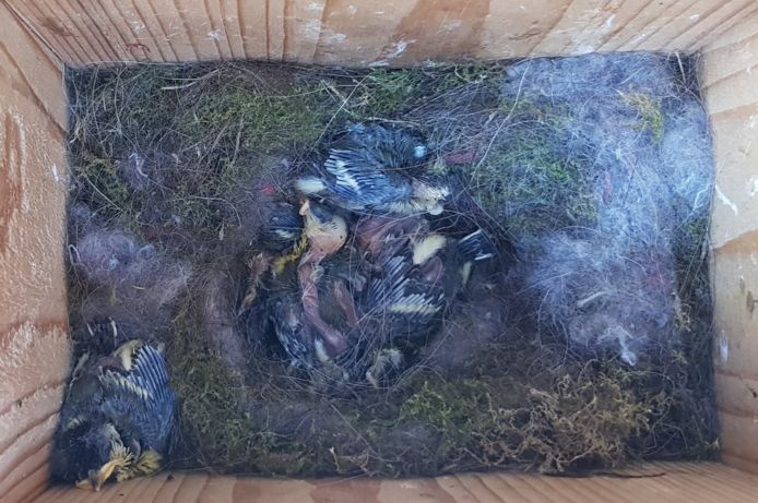 Boswachter Tim Hogenbosch vond acht dode koolmezen in een nestkastje. De buxusrups is een lekkernij voor vogels.
