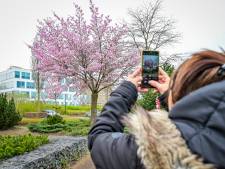 Bloeiende kersenbloesems brengen Rotterdam in lentesferen