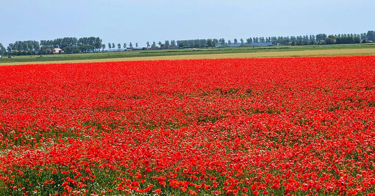 MIJN FOTO | Vandaag is rood