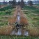 Zijn modderkruipers en trilveen de nieuwe vijand van de boeren?