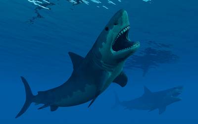 Indrukwekkende prehistorische haaiensoort wellicht uitgestorven door rivaliserende ‘kleine broer’