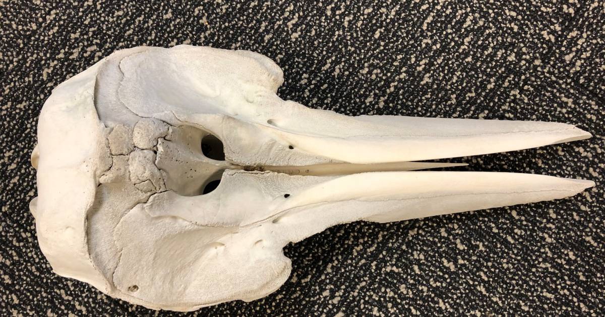 Customs find dolphin skull in bag at US airport during inspection |  Abroad