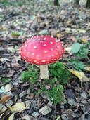 Een fraaie paddenstoel in het Gouwebos.