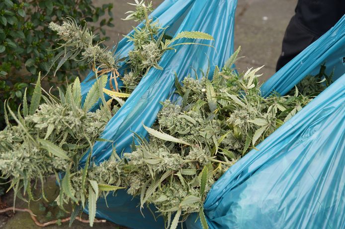 Naar schatting stonden er 200 planten in de kwekerij.